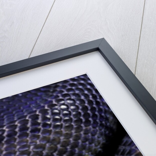 Python regius f. melanistic (royal python, ball python) by Anonymous