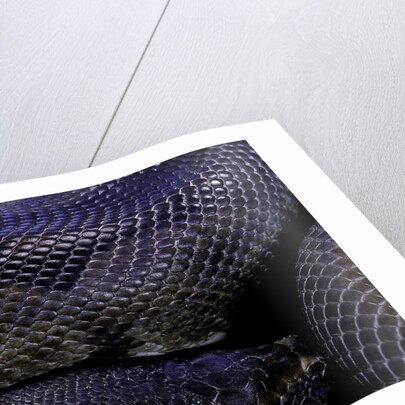 Python regius f. melanistic (royal python, ball python) by Anonymous