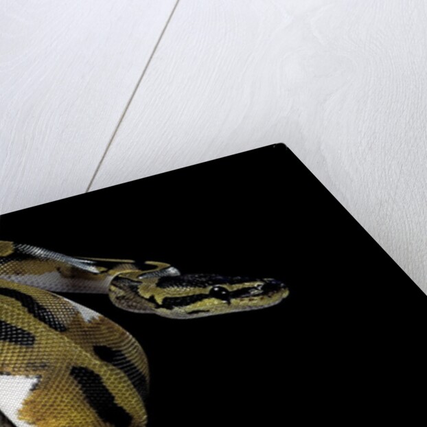 Python regius f. piebald (royal python, ball python) by Anonymous
