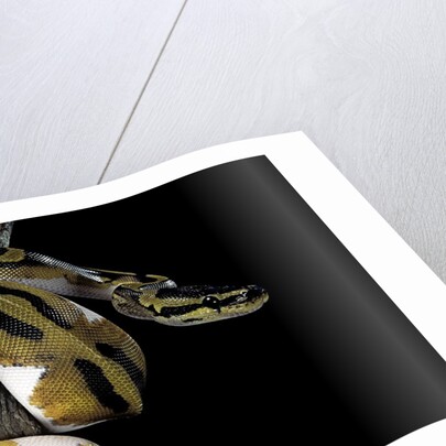Python regius f. piebald (royal python, ball python) by Anonymous