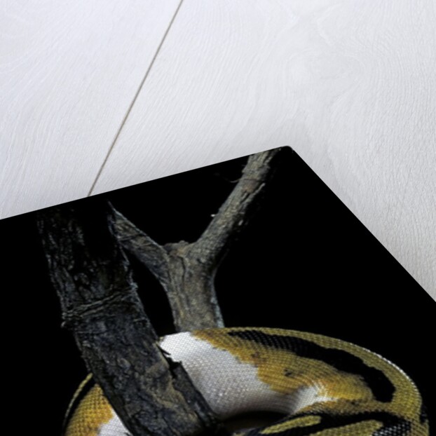 Python regius f. piebald (royal python, ball python) by Anonymous