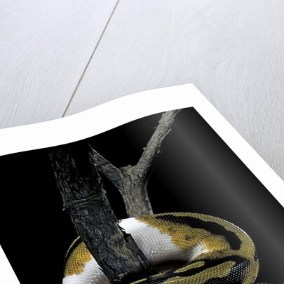 Python regius f. piebald (royal python, ball python) by Anonymous