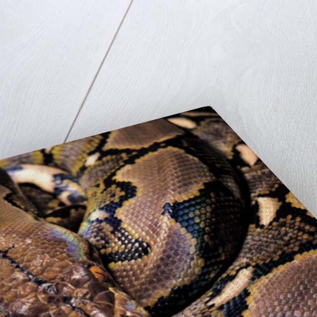 Python reticulatus (reticulated python) by Anonymous