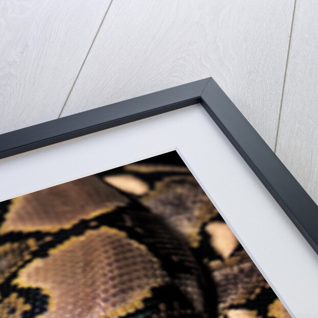 Python reticulatus (reticulated python) by Anonymous