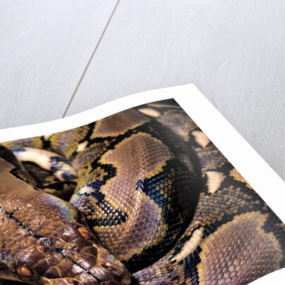 Python reticulatus (reticulated python) by Anonymous