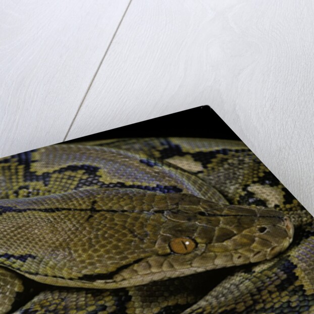 Python reticulatus (reticulated python) by Anonymous
