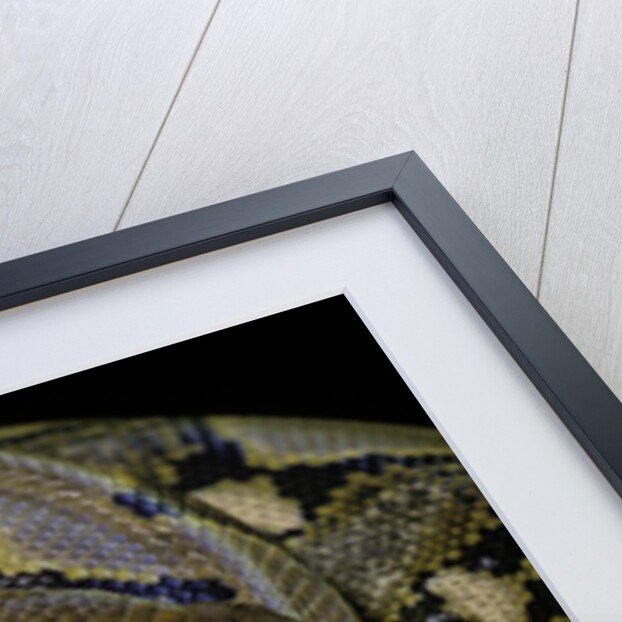 Python reticulatus (reticulated python) by Anonymous