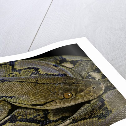 Python reticulatus (reticulated python) by Anonymous