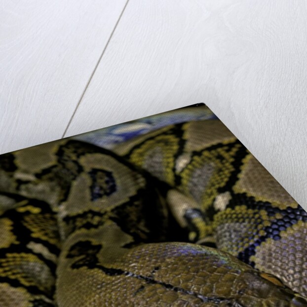 Python reticulatus (reticulated python) by Anonymous