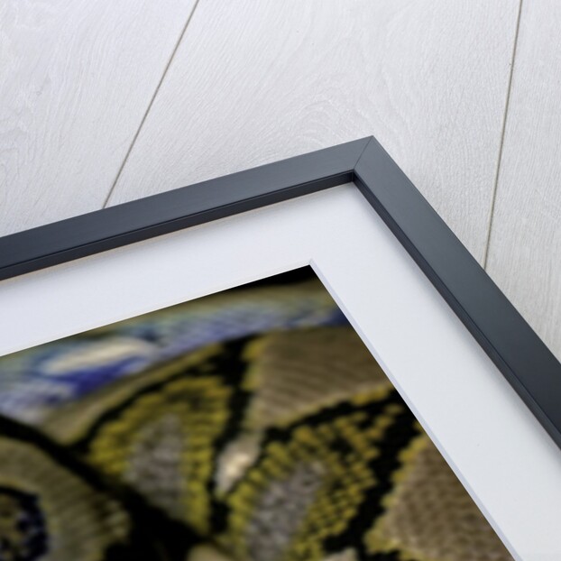 Python reticulatus (reticulated python) by Anonymous