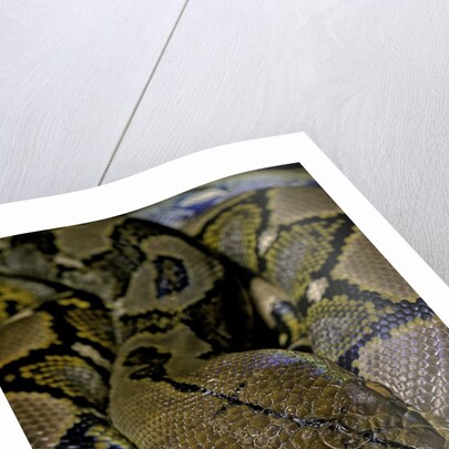 Python reticulatus (reticulated python) by Anonymous