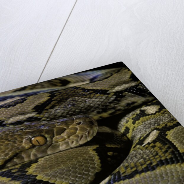 Python reticulatus (reticulated python) by Anonymous