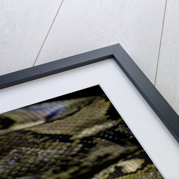 Python reticulatus (reticulated python) by Anonymous