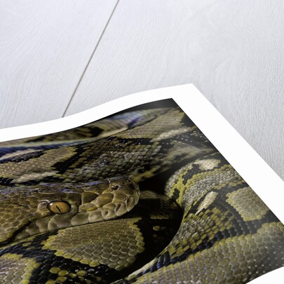 Python reticulatus (reticulated python) by Anonymous