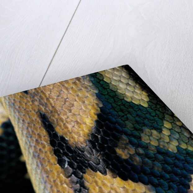 Python reticulatus (reticulated python) - scales by Anonymous