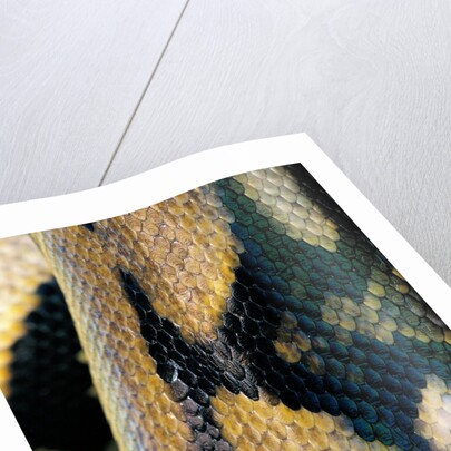 Python reticulatus (reticulated python) - scales by Anonymous