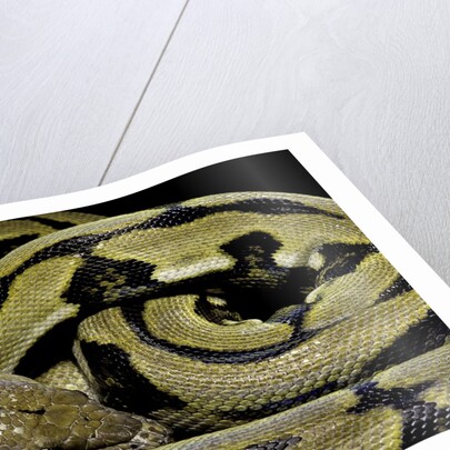 Python reticulatus f.tiger (reticulated python) by Anonymous