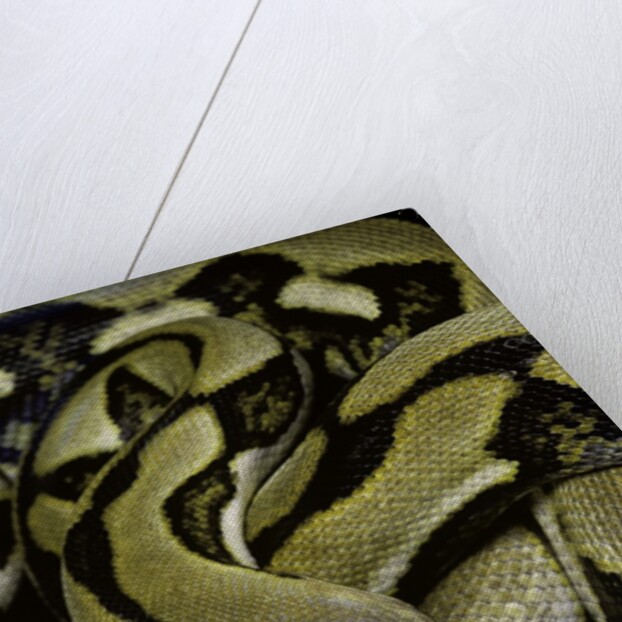 Python reticulatus f.tiger (reticulated python) by Anonymous