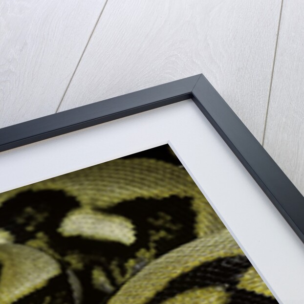 Python reticulatus f.tiger (reticulated python) by Anonymous