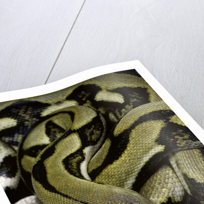 Python reticulatus f.tiger (reticulated python) by Anonymous