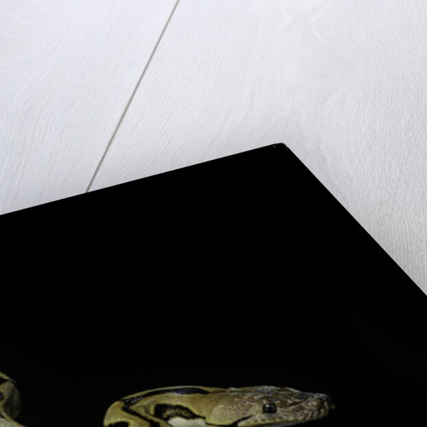 Python reticulatus f.tiger (reticulated python) by Anonymous