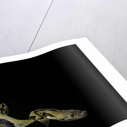 Python reticulatus f.tiger (reticulated python) by Anonymous