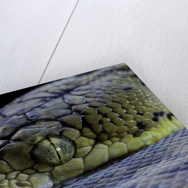 Malayopython timoriensis (Timor python) by Anonymous