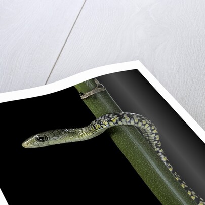Rhamnophis (Trasops) aethiopissa (large-eyed green treesnake) by Anonymous