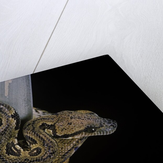 Sanzinia madagascariensis (Madagascar tree boa) by Anonymous