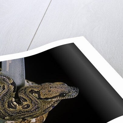 Sanzinia madagascariensis (Madagascar tree boa) by Anonymous