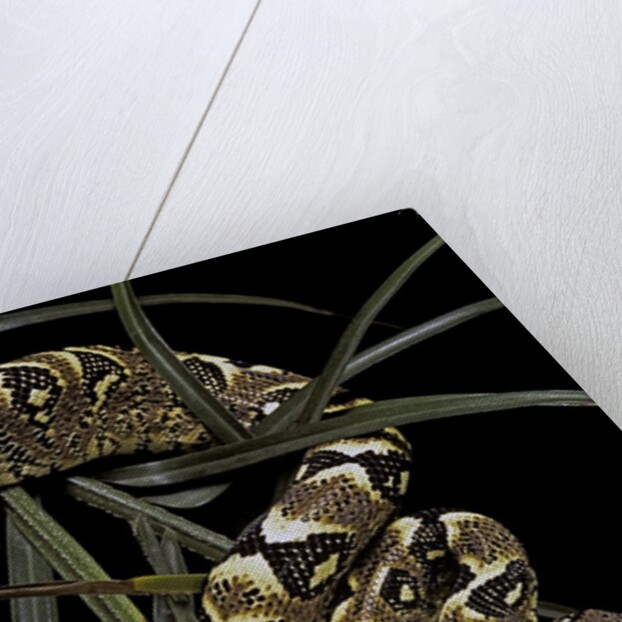 Sanzinia madagascariensis f. mandarine (Madagascar tree boa) by Anonymous