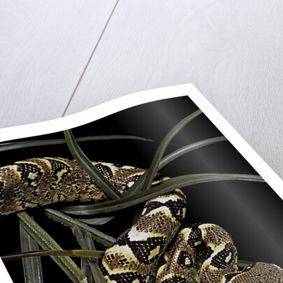 Sanzinia madagascariensis f. mandarine (Madagascar tree boa) by Anonymous