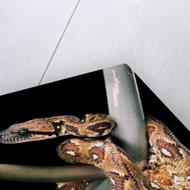 Sanzinia madagascariensis (Madagascar tree boa) by Anonymous