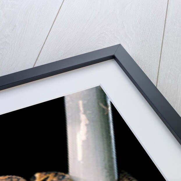 Sanzinia madagascariensis (Madagascar tree boa) by Anonymous