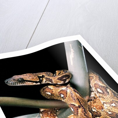 Sanzinia madagascariensis (Madagascar tree boa) by Anonymous