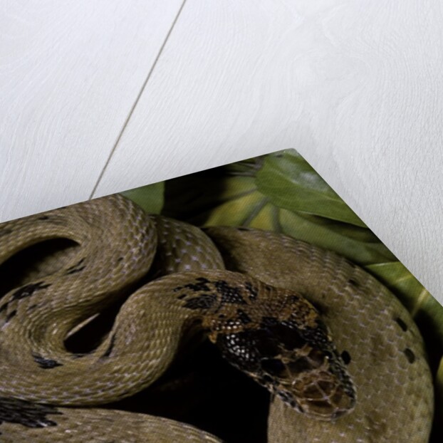 Spalerophis diadema attriceps (diadem snake) by Anonymous