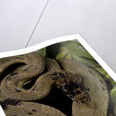 Spalerophis diadema attriceps (diadem snake) by Anonymous