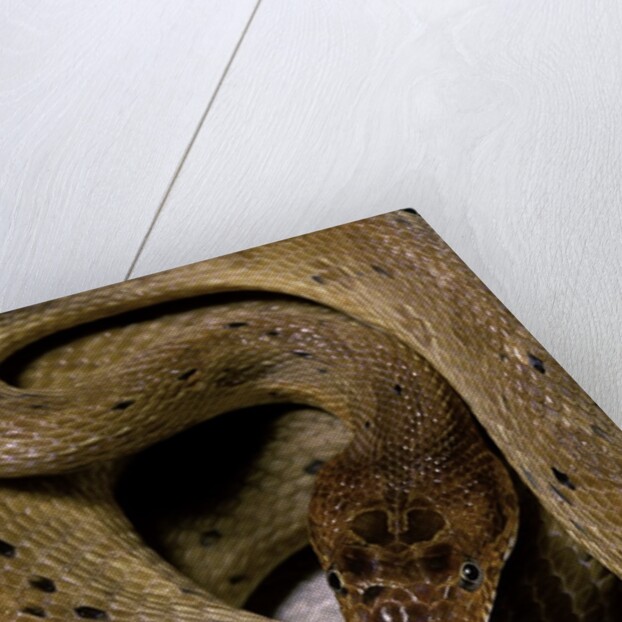 Spalerophis diadema attriceps (diadem snake) by Anonymous