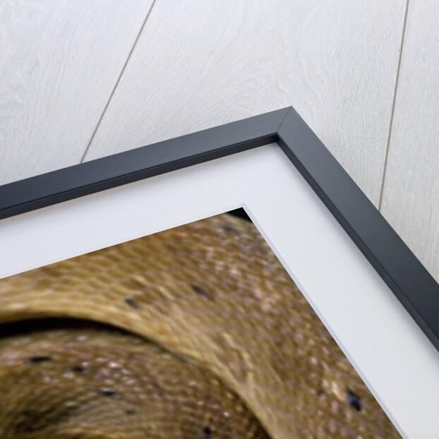 Spalerophis diadema attriceps (diadem snake) by Anonymous