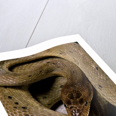 Spalerophis diadema attriceps (diadem snake) by Anonymous