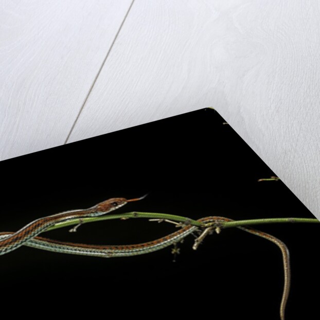 Thamnophis sirtalis (common garter snake) by Anonymous