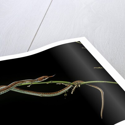 Thamnophis sirtalis (common garter snake) by Anonymous