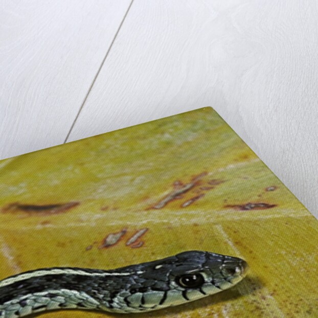 Thamnophis sirtalis similis (common garter snake) by Anonymous