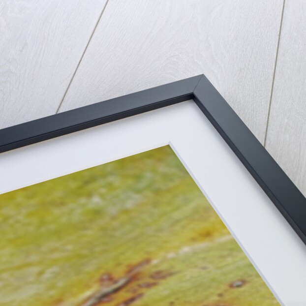 Thamnophis sirtalis similis (common garter snake) by Anonymous