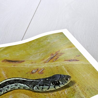 Thamnophis sirtalis similis (common garter snake) by Anonymous