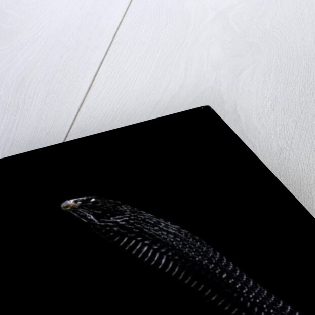 Thrasops jacksonii (black tree snake) by Anonymous