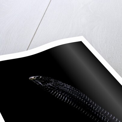 Thrasops jacksonii (black tree snake) by Anonymous