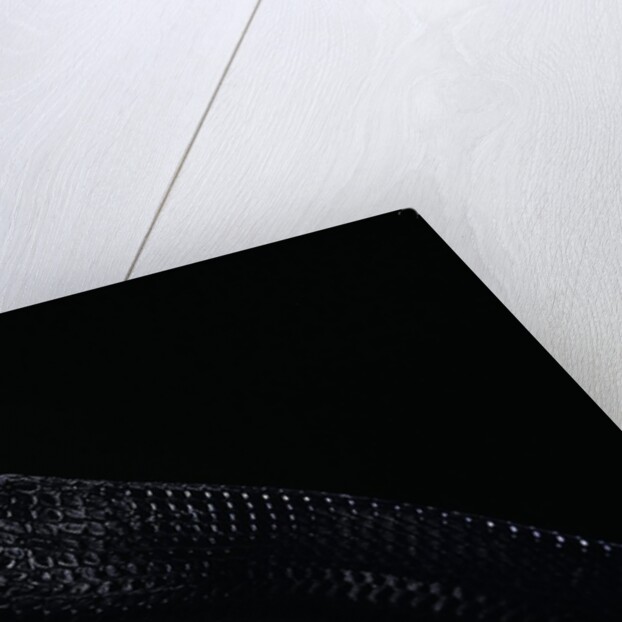 Thrasops jacksonii (black tree snake) by Anonymous