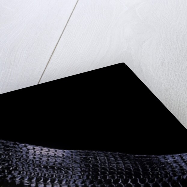 Thrasops jacksonii (black tree snake) by Anonymous
