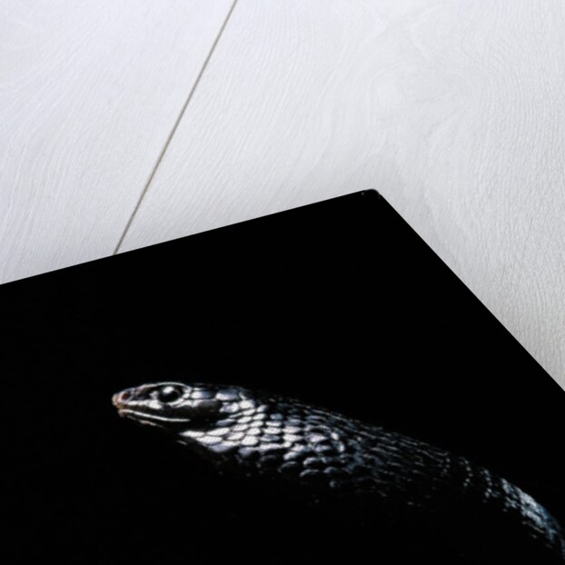 Thrasops jacksonii (black tree snake) by Anonymous